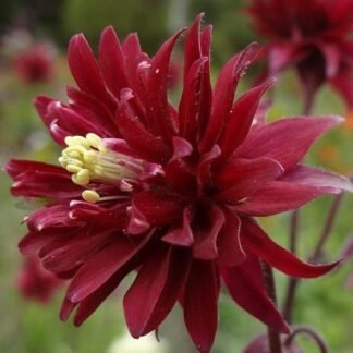 Paprastasis sinavadas Bordeaux Barlow