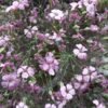 Prerijų gvazdikas Pink Beauty (rosabella)