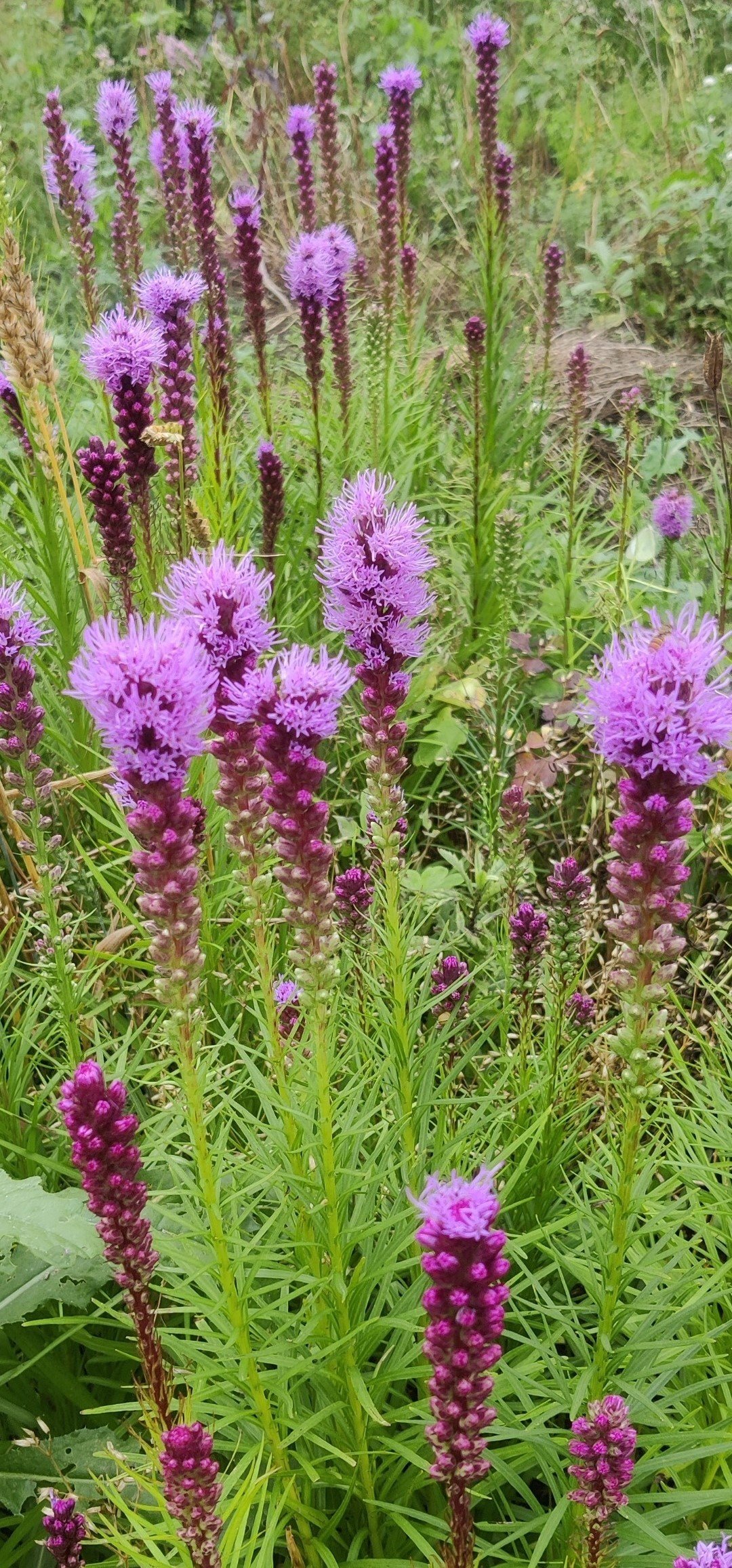Liatris 'Kobold Original' - Image 3