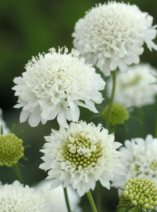 Raudonoji žvaigždūnė Snowmaiden Normal