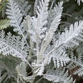 Kraujažolinis skaistenis Silver Lace