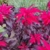 Burnotis Early Splendor - Image 4