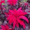 Burnotis Early Splendor