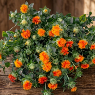 Dažinis dygminas Zanzibar