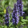 Kinmetė hybrida Astello Indigo - Image 2
