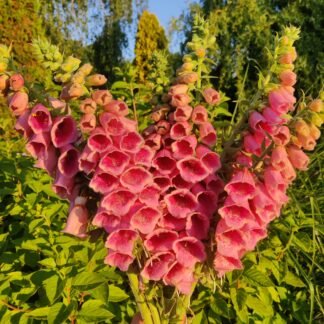 Mertono žemuoginė rusmenė Summer King