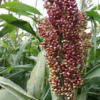 Raudonasis sorgas Milaan Red