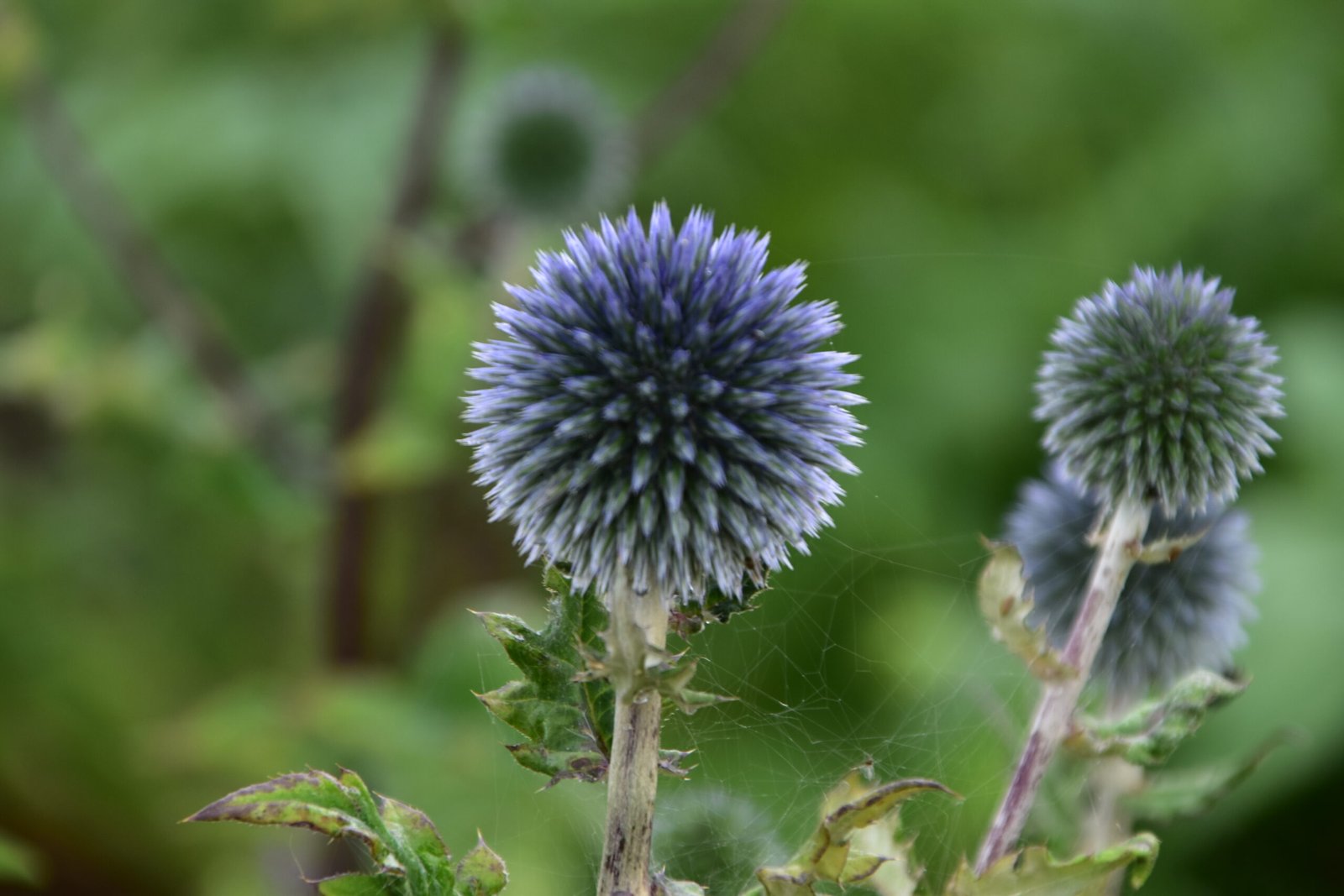 Žydrasis bandrenis Blue Glow - Image 6