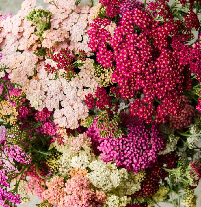 Paprastoji kraujažolė Flowerburst™ - Image 3