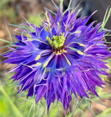 Darželinė juodgrūdė Moody Blues - Image 4