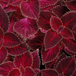 Darželinis gumbinas (Margenis) Fairway Red Velvet