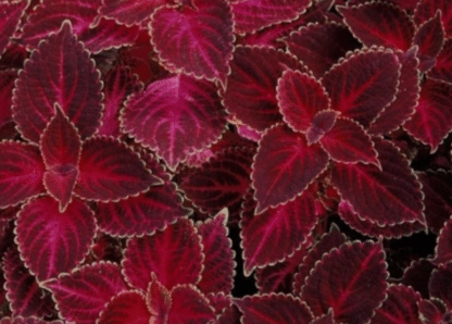 Darželinis gumbinas (Margenis) Fairway Red Velvet