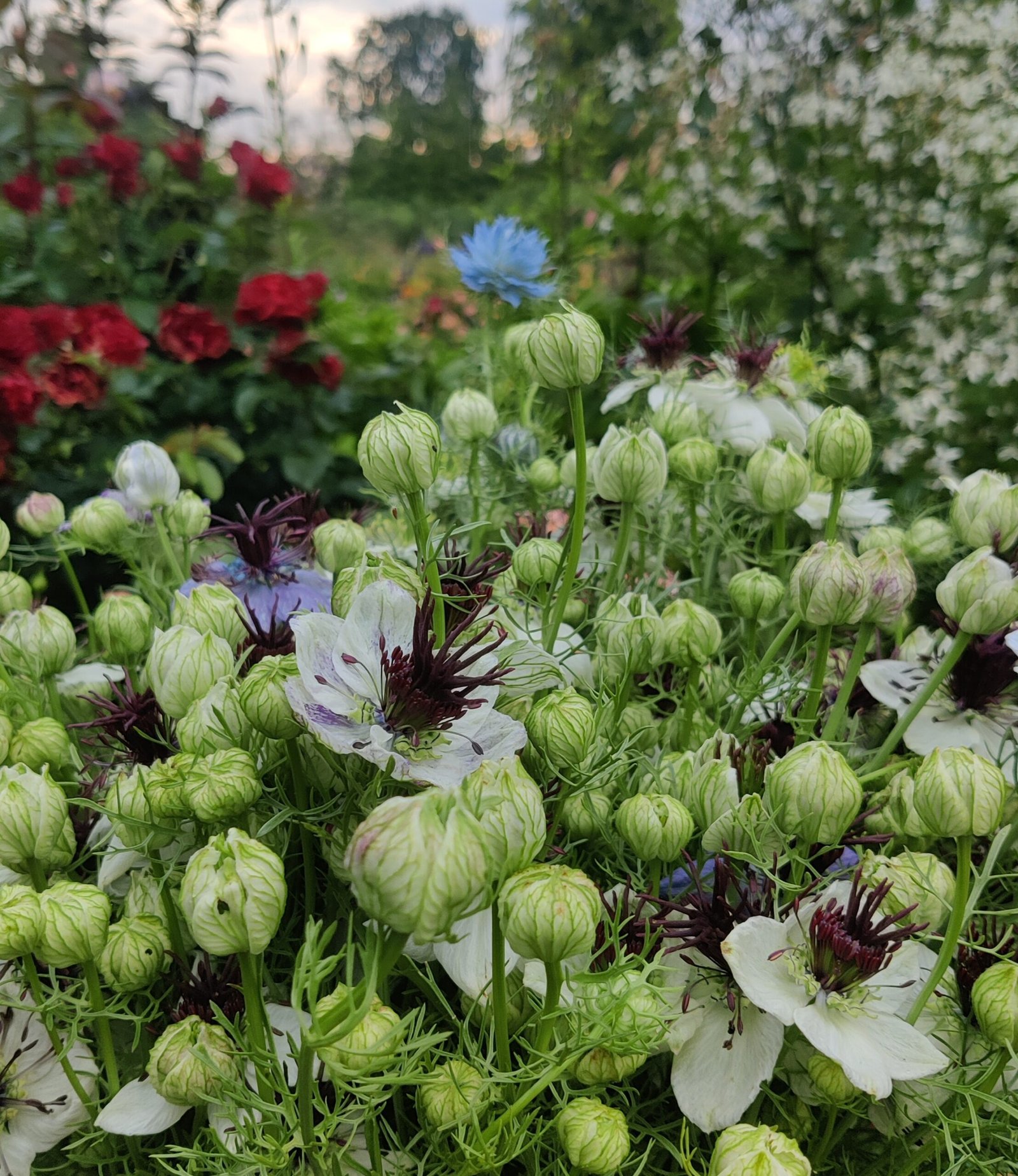 Ispaninė juodgrūdė African Bride - Image 4