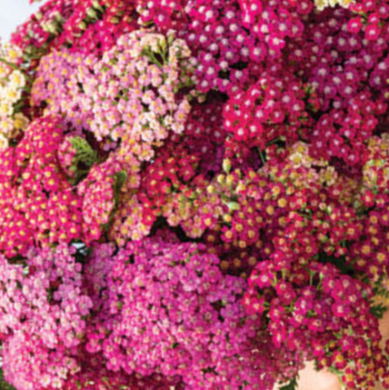 Paprastoji kraujažolė Flowerburst™ - Image 5