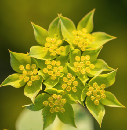 Žaliasis gaivusis gaivenis Green Gold