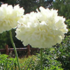 Aguona dekoratyvinė Yellow Peony - Image 2