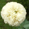 Aguona dekoratyvinė Yellow Peony