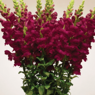 Didysis žioveinis Potomac