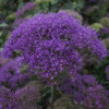 Mėlynasis žvirgždulis Lake Forest Purple