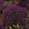 Mėlynasis žvirgždulis Lake Forest Purple - Image 2