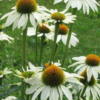 Rausvažiedė ežiuolė Primadonna White