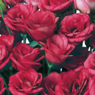 Eustoma Mariachi II Carmine, Pink Picotee