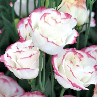 Eustoma Mariachi II Carmine, Pink Picotee - pink picotee