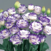 Eustoma Rosita II  Blue Picotee, White - Image 3