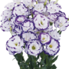 Eustoma Rosita II  Blue Picotee, White