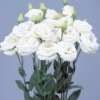 Eustoma Rosita II  Blue Picotee, White - Image 2