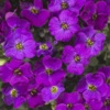 Hibridinė aubretė Audrey Deep Purple Shades