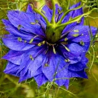 Darželinė juodgrūdė Miss Jekyll Rose, White, Darkblue - tamsiai mėlyna