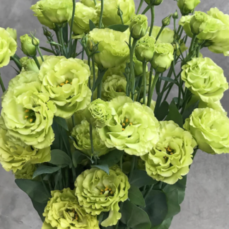 Eustoma Mariachi II Yellow,Lime Green