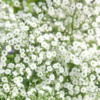 Muilinė guboja SnowfLake - Image 2