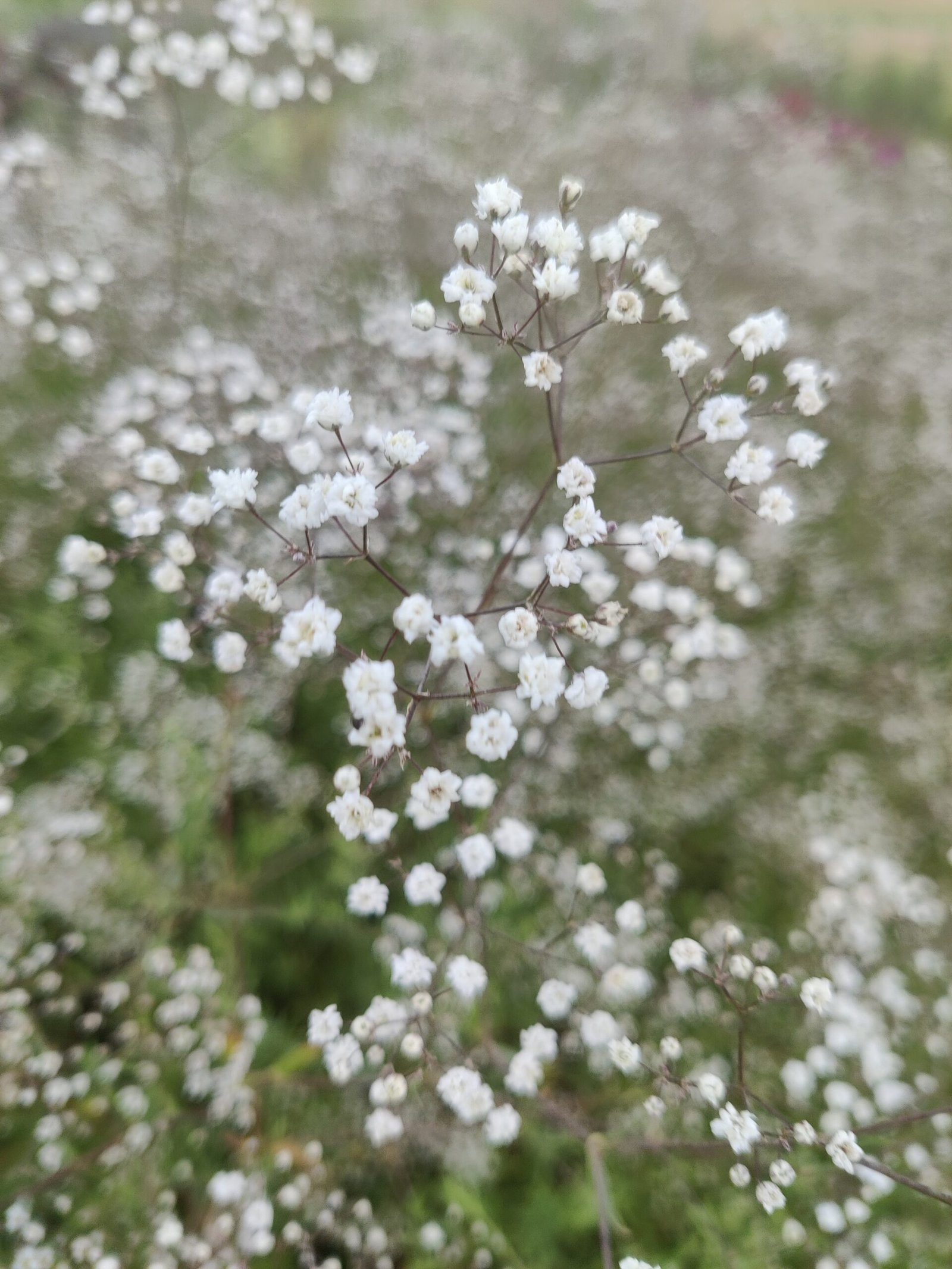 Muilinė guboja SnowfLake