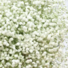 Muilinė guboja SnowfLake