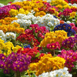 Aukštoji raktažolė Crescendo f1 formula Mix