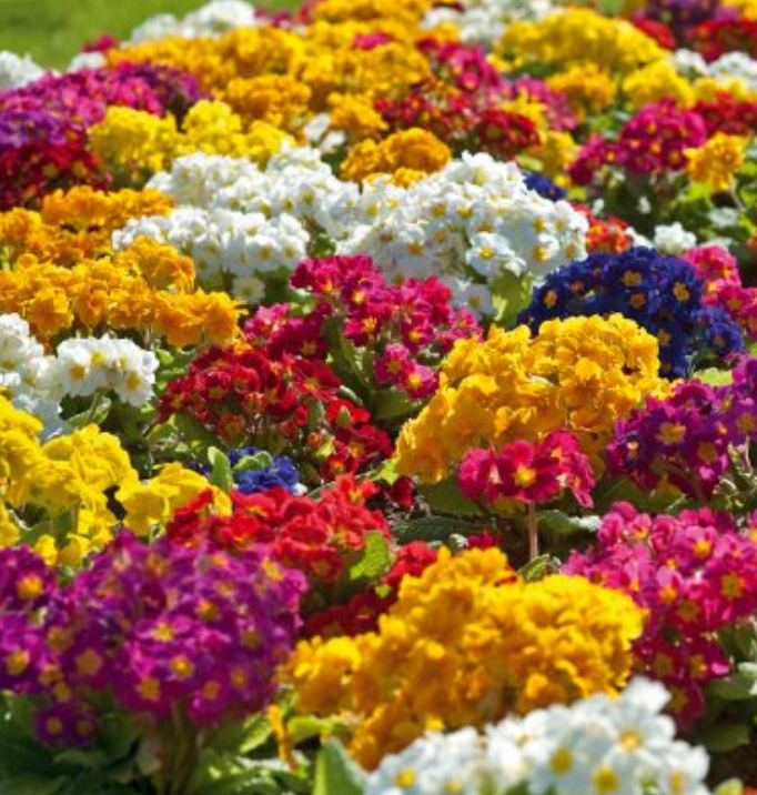 Aukštoji raktažolė Crescendo f1 formula Mix