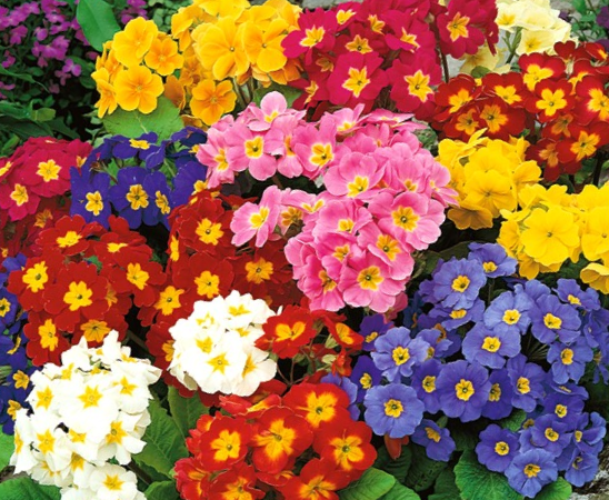 Aukštoji raktažolė Crescendo f1 formula Mix - Image 2