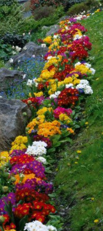 Aukštoji raktažolė Crescendo f1 formula Mix - Image 3