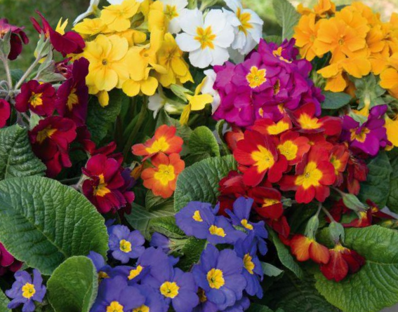 Aukštoji raktažolė Crescendo f1 formula Mix - Image 4