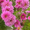 Paprastoji kosmėja Double Dutch Rose - Image 2