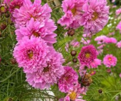 Paprastoji kosmėja Double Dutch Rose - Image 2