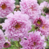 Paprastoji kosmėja Double click Bicolour Pink - Image 3