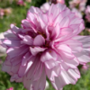 Paprastoji kosmėja Double click Bicolour Pink - Image 2
