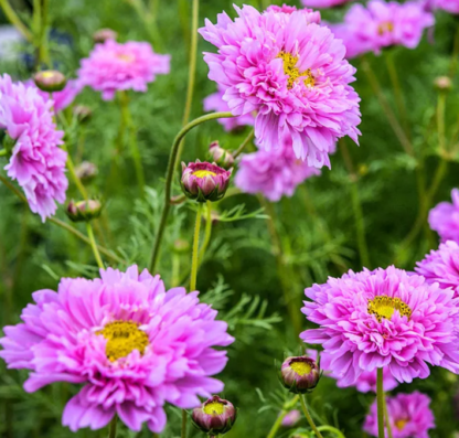Paprastoji kosmėja Double Dutch Rose - Image 3