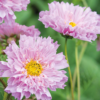 Paprastoji kosmėja Double Dutch Rose - Image 6