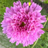 Paprastoji kosmėja Double Dutch Rose - Image 5