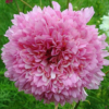 Paprastoji kosmėja Double Dutch Rose