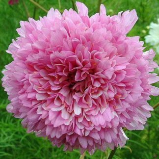 Paprastoji kosmėja Double Dutch Rose